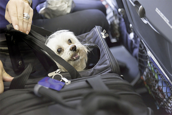 como calmar a un cachorro en un avion