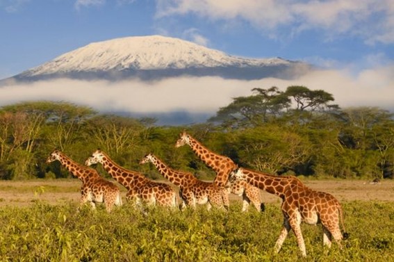 un grupo de jirafas paseando
