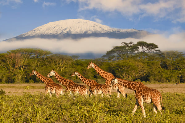 Jirafas y Kilimanjaro en el Parque Nacional Amboseli