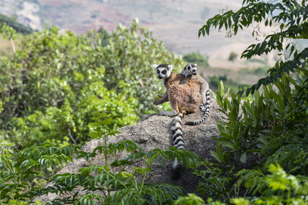 Lémur de cola anillada, vida silvestre, Madagascar