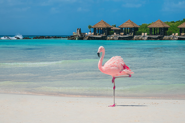 Flamenco en una playa de Aruba