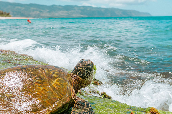 Una tortuga en una de las Islas Galápagos