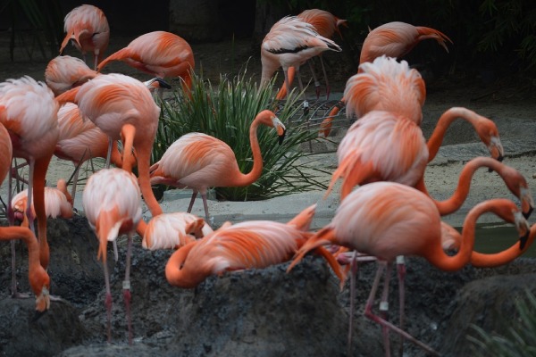 imagem de flamingos no zoológico de san diego para falar sobre viagem para a califórnia