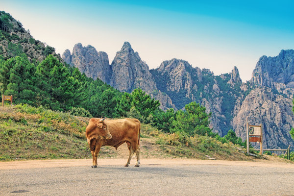 Toro en una carretera de Córcega con vegetación y las montañas de Aiguilles de Bavella de fondo.