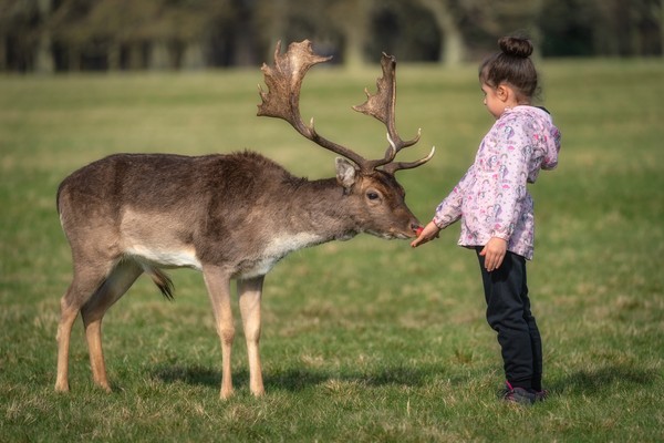 Niña dando manzana a un ciervo macho en Phoenix Park, Dublín, Irlanda.