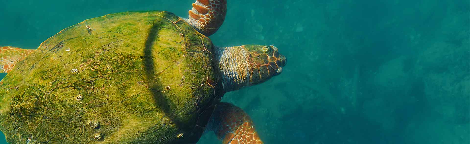 Galapagos