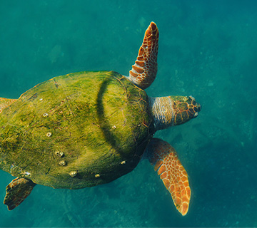 Galapagos