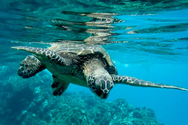 Una tortuga marina debajo del mar