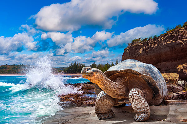 Tortuga gigante en islas Galápagos