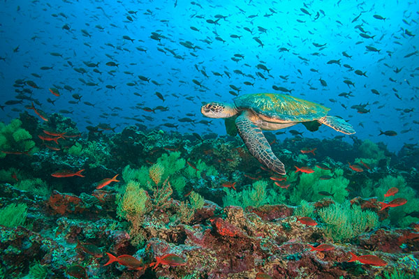 Tortuga verde marina nadando en las aguas de las islas Galápagos