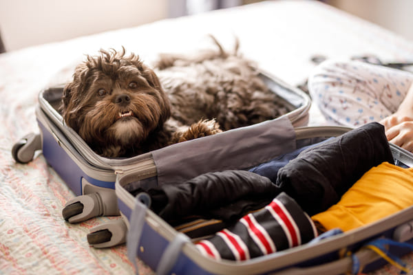 Perro dentro de la maleta abierta.