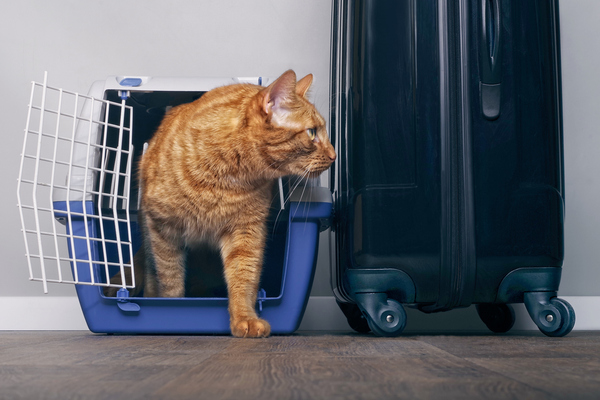 Gato en un cajón de viaje al lado de una maleta.