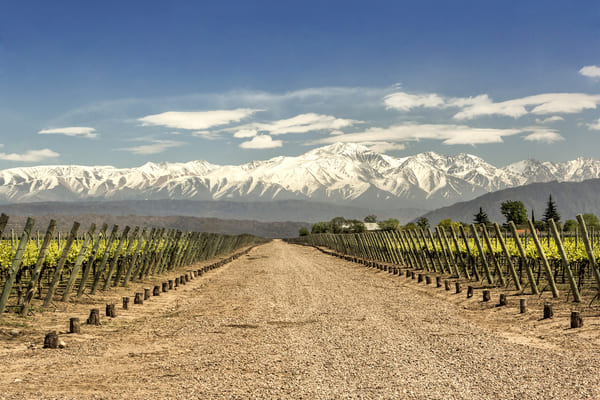 Viñedos de Luján de Cuyo en la región vinícola de Mendoza, Argentina.