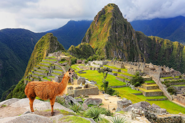 Imagen de una llama de pie en Machu Picchu mirando al Perú.
