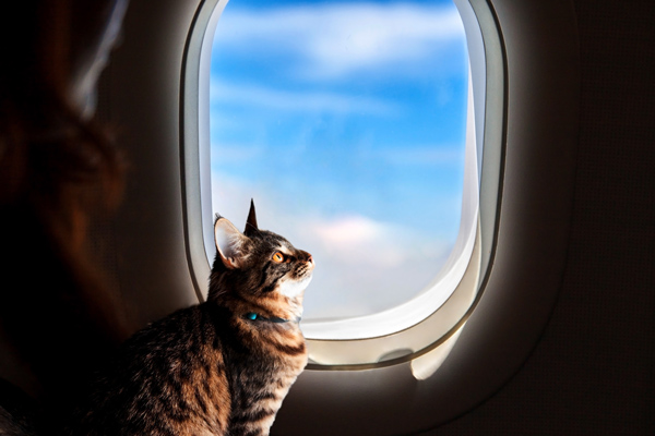 Requisitos para viajar con mi gato en avión