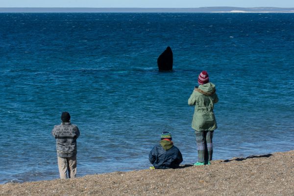 Turistas tomándoles fotos a las ballenas en Puerto Madryn.