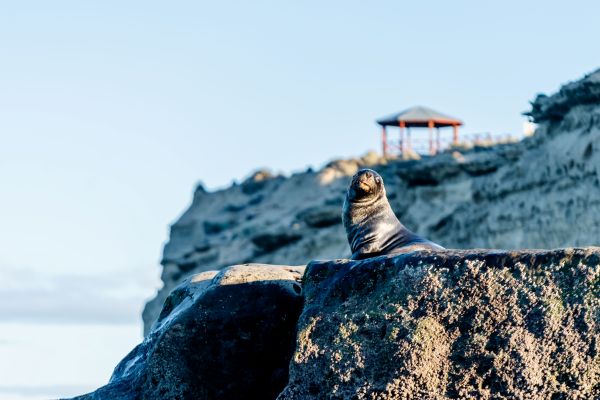Lobo marino sobre una roca en la costa de Puerto Madryn.