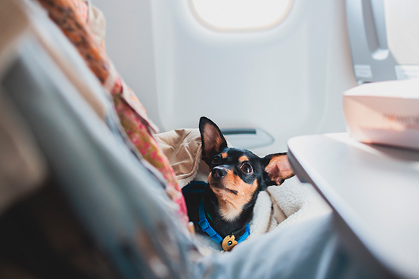 Perro en avión