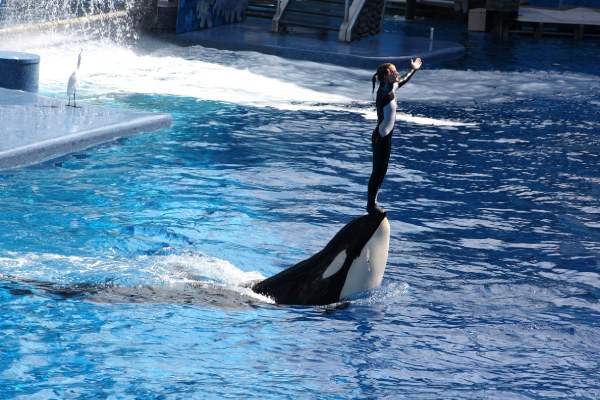 imagem de pessoa em cima de uma orca representando o seaworld em Orlando
                        