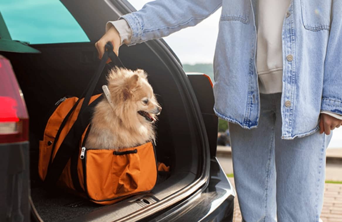 Cachorro dentro de uma bagagem especial para transporte, sendo carregado pelo dono