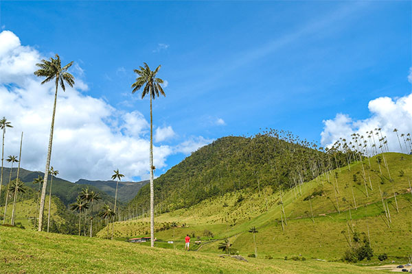 Salento, Valle de Cocora con muchas palmeras y una persona viendo el paisaje.