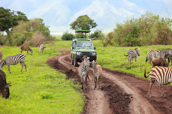 Safari en África