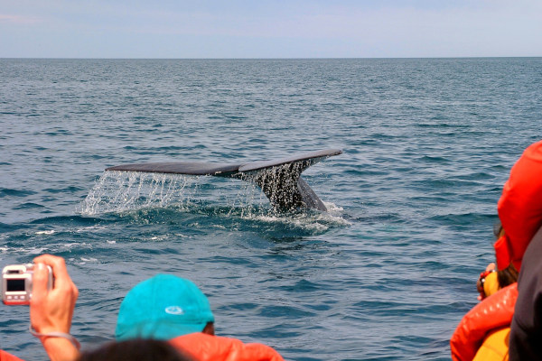 Turistas fotografiando desde un barco la cola de una ballena en Puerto Madryn en un día nublado