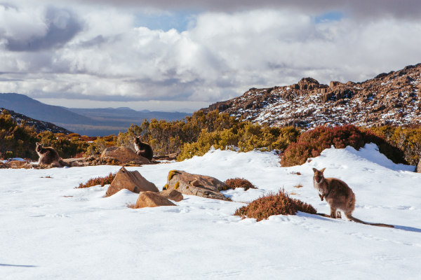 Canguros salvajes en el suelo nevado de los alrededores del centro de esquí de Ben Lomond, Australia.