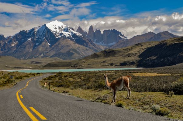 Guanaco al lado de la ruta hacia San Martín de los Andes, con la cordillera en el fondo.