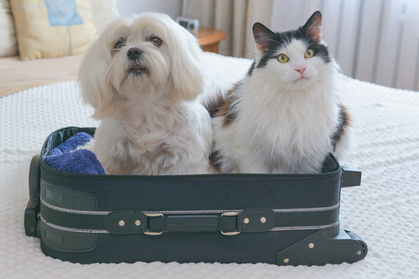 un perro y un gato adentro de una valija