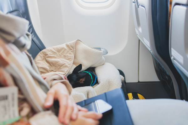 un perro durmiendo en la cabina de un avión