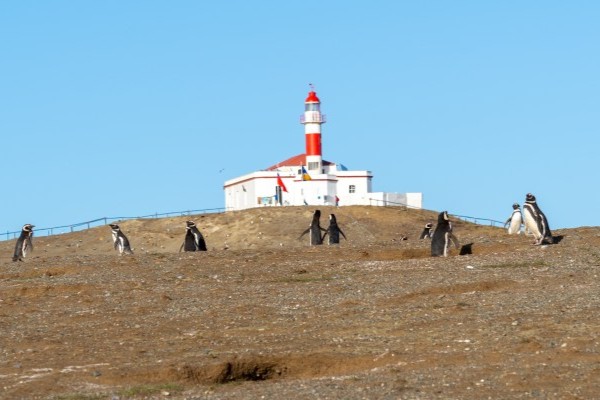 Pingüinos de Magallanes con el icónico faro al fondo en la Isla Magdalena, Punta Arenas, Chile.