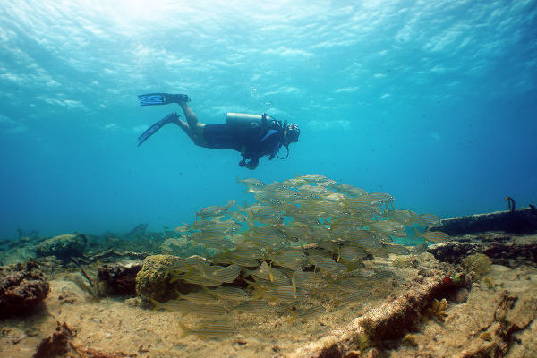 un buceador nadando junto a peces en la isla de Aruba.