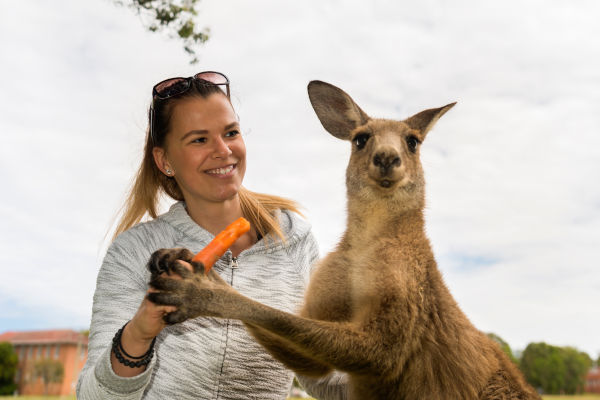 mujer con un canguro amigable en Australia.