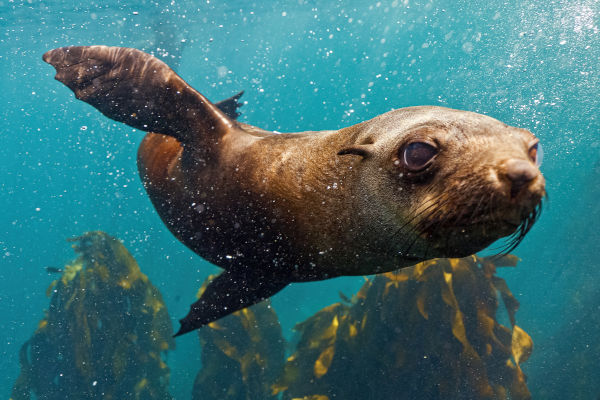 Lobo marino nadando en Puerto Madryn, uno de los mejores lugares para bucear en Argentina.