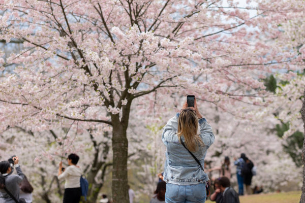 Mujer turista tomando fotos de ramas de cerezos en flor en High Park, Toronto, Canadá