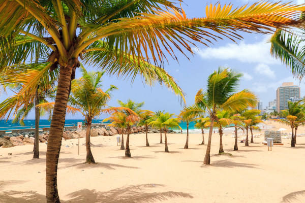 Palmeras tropicales en la playa turística del Condado, San Juan, con los edificios de la ciudad de fondo en un día soleado.