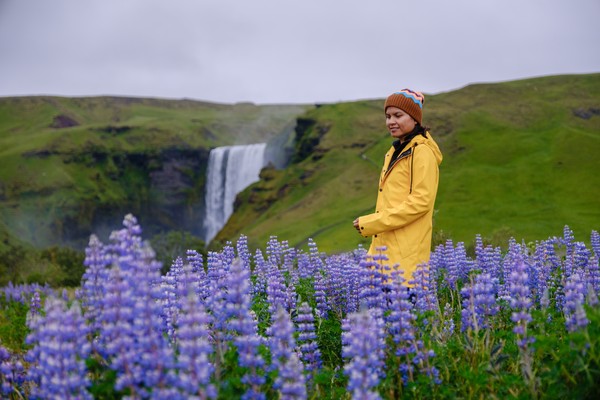 Mujer turista con impermeable amarillo en medio de unos altramuces púrpuras en Islandia, con la cascada de Skogafoss al fondo.