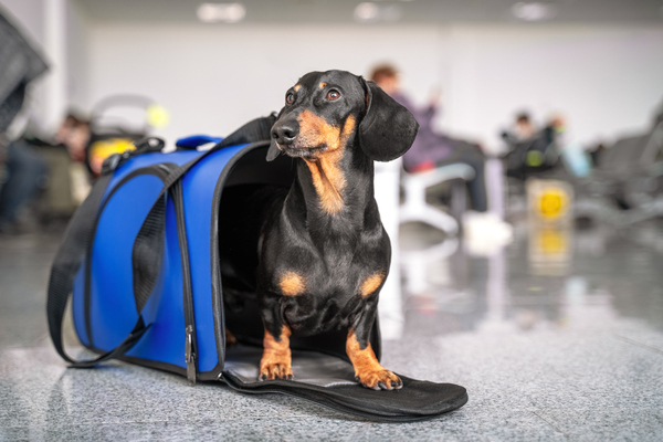 como viajar en avion con mascotas