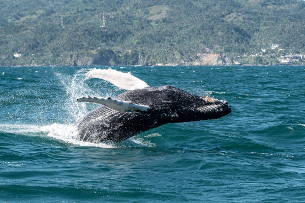 Vista de ballenas jorobadas en la bahía de Samaná, República Dominicana.