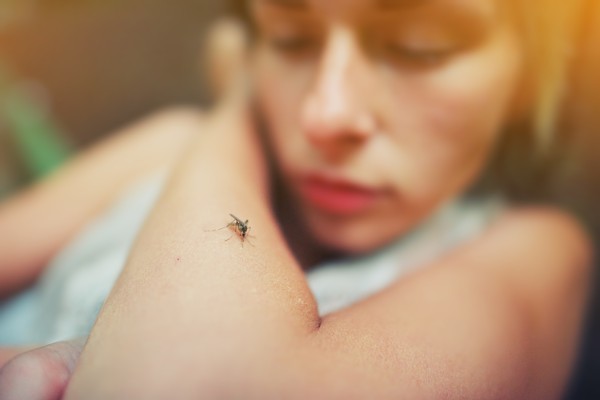 Mosquito picando el brazo de una mujer desprevenida.