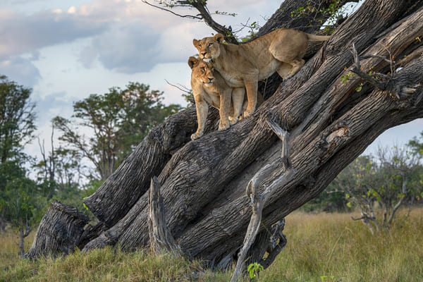 viaje a africa consejos