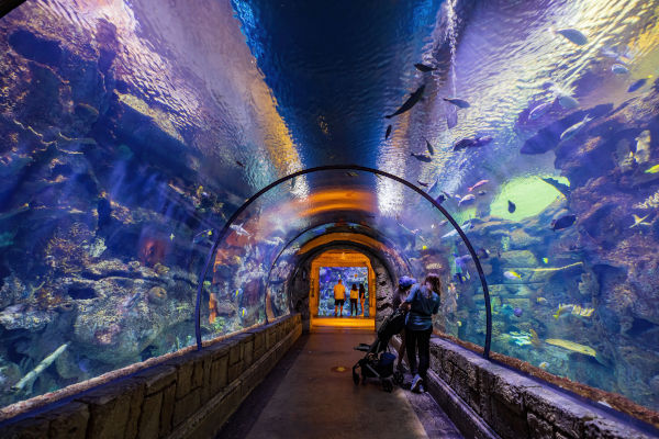 Túnel de vidrio en el Shark Reef Aquarium, Las Vegas, Nevada.