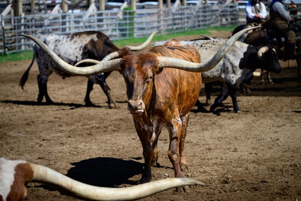 Toro marrón de cuernos largos en Fort Worth, Texas.