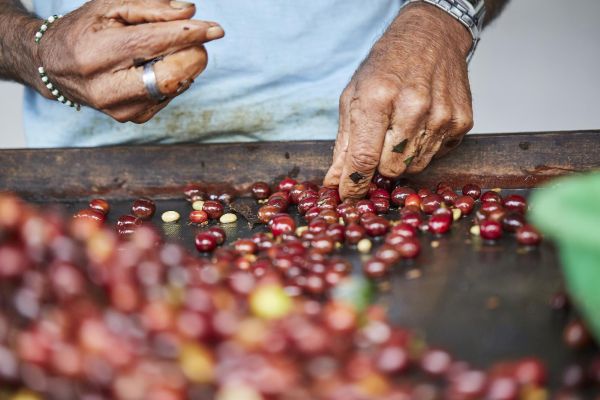 Persona que organiza granos de café recién cosechados.