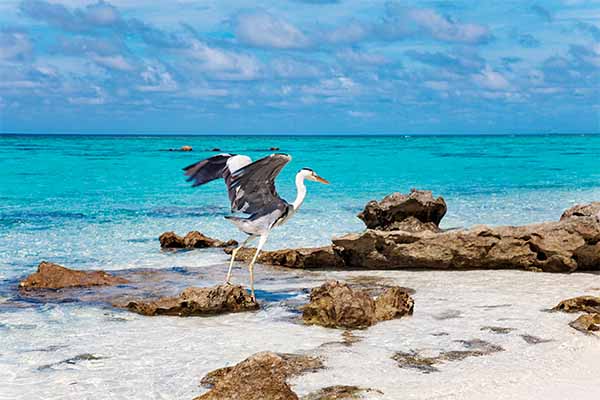  Un ave en la playa Eagle en Aruba