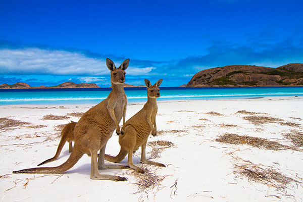 Canguros en Lucky Bay