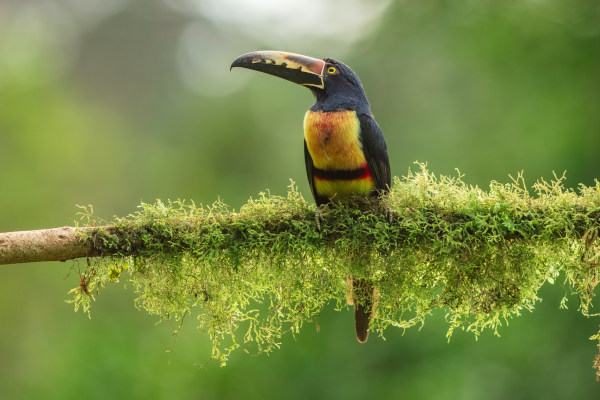 Tucán posado en la rama de musgo en el bosque, Boca Tapada, Costa Rica.