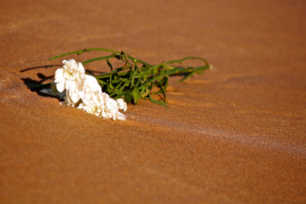 Flores blancas sobre la arena de la playa, como parte de la ofrenda tradicional del Reveillon en Brasil.