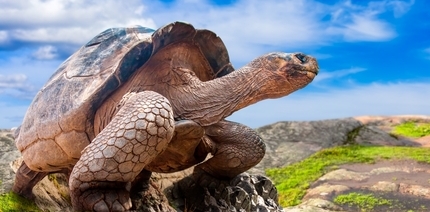 galapagos